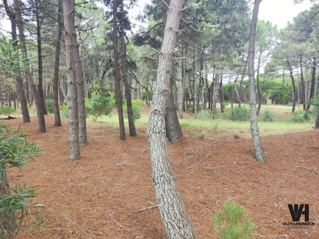 Lote