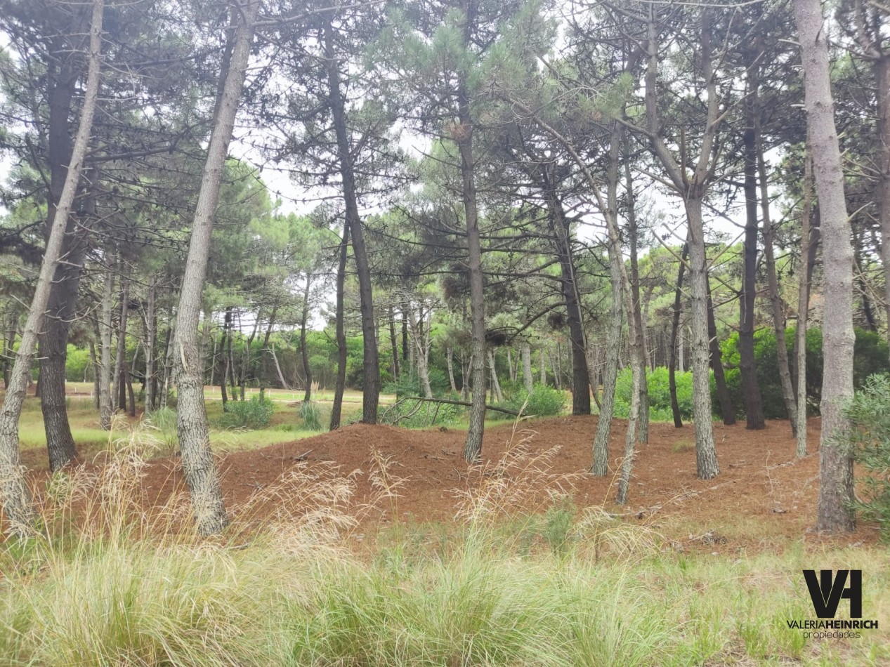 Lote